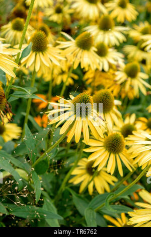 Pourpre, pourpre, rudbeckie pourpre, l'est-violet-d'échinacée (Echinacea purpurea 'Now Cheesier', Echinacea purpurea Rudbeckia purpurea, Cheesier maintenant, Brauneria purpurea), le cultivar Cheesier maintenant, l'Allemagne, Thuringe Banque D'Images