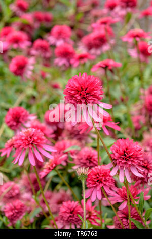 Pourpre, pourpre, rudbeckie pourpre, l'est-violet-d'échinacée (Echinacea purpurea 'Razzmatazz', Echinacea purpurea Rudbeckia purpurea, Razzmatazz, Brauneria purpurea), le cultivar Razzmatazz Banque D'Images