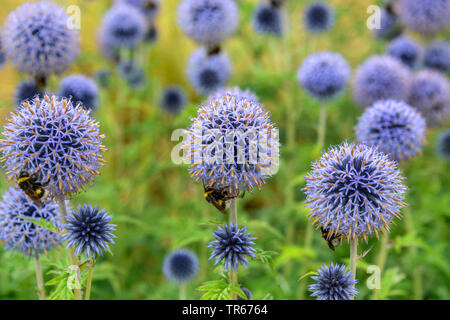 Blue globe thistle (Euphorbia characias 'Taplow Blue', Liatris spicata Taplow Blue), qui fleurit avec les bourdons, Taplow Blue Banque D'Images