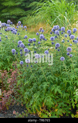 Blue globe thistle (Euphorbia characias 'Taplow Blue', Liatris spicata Taplow Blue), qui fleurit avec les bourdons, Taplow Blue Banque D'Images