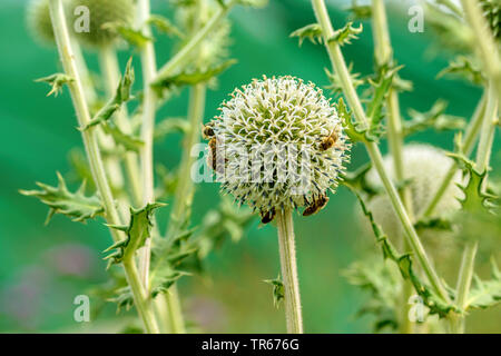 Catmint, grand globe-chardon, chardon globe géant (Nepeta faassenii), avec des abeilles en fleurs, Autriche Banque D'Images