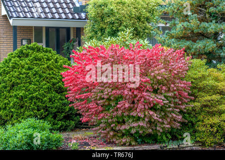 Burning Bush ailé,wahoo, ailé Euonymus, fusée-ailé Euonymus alatus 'arbre (Compactus', Euonymus alatus Compactus, Euonymus alata, Euonymus alatus Compactus cultivar), à l'automne Banque D'Images