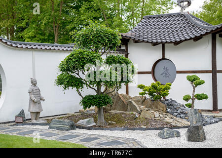 Le hêtre commun (Fagus sylvatica), bonsaï dans un jardin japonais, l'Allemagne, Brandebourg Banque D'Images