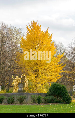 Arbre aux 40 écus, Ginkgo, Arbre de ginkgo, Ginko biloba de ginkgo (arbre), parc arbre en automne, l'Allemagne, la Saxe, Dresde, Buergerwiese Banque D'Images