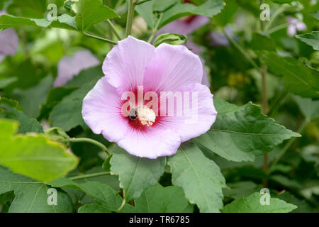 Althaea arbustif, rose-of-Sharon (Hibiscus syriacus 'Resi', Hibiscus syriacus Resi, Hibiscus 'Resi', Hibiscus Resi), fleur du cultivar Resi Banque D'Images