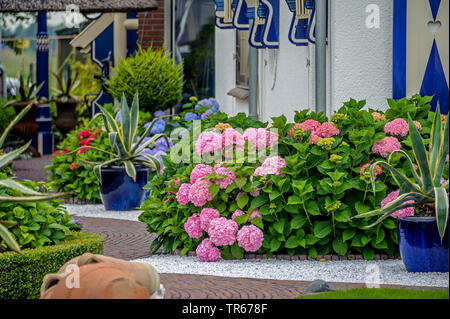 Hortensia jardin dentelle, cap hortensia (Hydrangea macrophylla), qui fleurit dans un frontyard avec Agave americana 'Marginata', Pays-Bas Banque D'Images