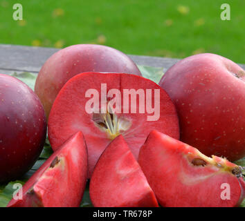 Apple (Malus domestica 'Baya Marisa', Malus domestica Baya Marisa), apple du cultivar Baya Marisa Banque D'Images