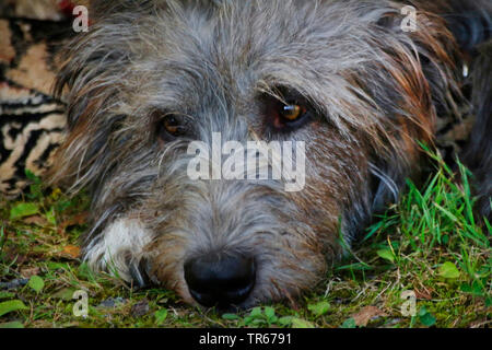 Irish Wolfhound (Canis lupus f. familiaris), portrait, Allemagne Banque D'Images