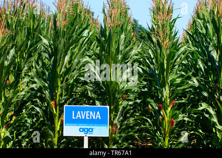 Le maïs, le maïs (Zea mays), connectez-vous à un champ d'essais de maïs, Lavena, Allemagne Banque D'Images