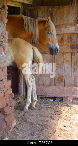 Cheval Haflinger (Equus przewalskii f. caballus), mare avec poulain dans une étable, l'Italie, le Tyrol du Sud Banque D'Images