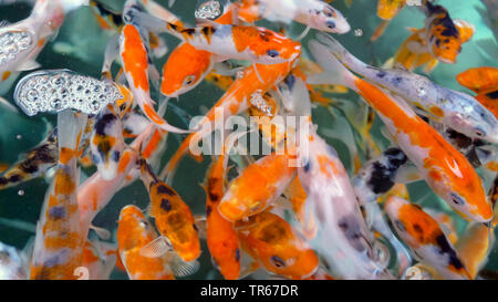 Le carassin, la carpe commune (Carassius auratus), goldfishes dans un aquarium, Allemagne Banque D'Images