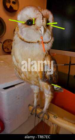 Effraie des clochers (Tyto alba), taxidermied Barn Owl, Allemagne Banque D'Images