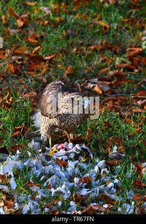 Le nord de l'épervier (Accipiter nisus), femme l'alimentation d'une tête dans un pré, Royaume-Uni, Ecosse, le Parc National de Cairngorms Banque D'Images