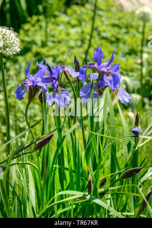 Iris de Sibérie, drapeau de Sibérie (Iris sibirica 'Annick', Iris sibirica Annick), la floraison, le cultivar Annick, ALLEMAGNE, Basse-Saxe Banque D'Images