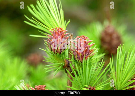 Le mélèze commun européen, mélèze (Larix decidua, Larix europaea), les jeunes cônes Banque D'Images