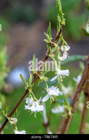 Winter honeysuckle (Lonicera x purpusii 'Winter Beauty', Lonicera x purpusii Winter Beauty, Lonicera purpusii), blooming branch, cultivar Winter Beauty, Germany, Saxony Banque D'Images