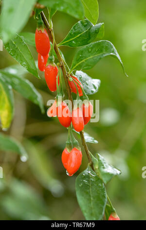 Commun, wolfberry chinois mariage vigne (Lycium barbarum 'nouveau Big', le Lycium barbarum nouveau Big), les baies de Goji du cultivar nouveau Big Banque D'Images