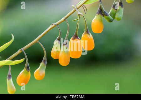 Commun, wolfberry chinois mariage vigne (Lycium barbarum 'Amber Sweet', le Lycium barbarum Sweet orange), les baies de Goji du cultivar Sweet Orange Banque D'Images