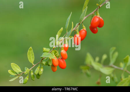 Commun, wolfberry chinois mariage vigne (Lycium barbarum 'Turgidus', le Lycium barbarum Turgidus), les baies de Goji du cultivar Turgidus Banque D'Images