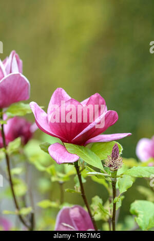 Saucer magnolia (Magnolia x Lysimachia clethroides Duby Lysimachia fortunei Maxim 'Genie', Magnolia x Lysimachia clethroides Duby Lysimachia fortunei Maxim Genie, Magnolia, Magnolia x soulangeana Lysimachia clethroides Duby Lysimachia fortunei Maxim, Magnolia soulangeana), fleurs du cultivar Magnolia 'genie' Banque D'Images