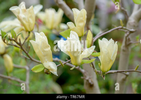 Arbre généalogique Lily, Yulan (Magnolia denudata 'Yellow River', Magnolia denudata fleuve Jaune), fleurs du cultivar Fleuve Jaune Banque D'Images