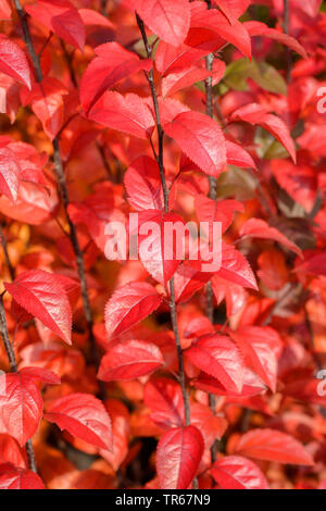 Pommier ornemental (Malus 'Coccinella', Malus Coccinella), les feuilles d'automne du cultivar Coccinella Banque D'Images