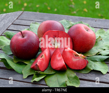 Pommier (Malus domestica 'Baya Marisa', Malus domestica Baya Marisa), les fruits du cultivar Baya Marisa Banque D'Images