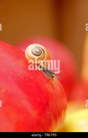 Apple (Malus domestica 'Santana', Malus domestica Santana), l'escargot sur une pomme du cultivar Santana, l'Allemagne, la Saxe Banque D'Images