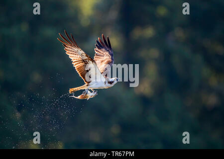 Osprey, le poisson hawk (Pandion haliaetus), en vol avec la proie des poissons dans les serres, vue de côté, l'Allemagne, Mecklembourg-Poméranie-Occidentale Banque D'Images