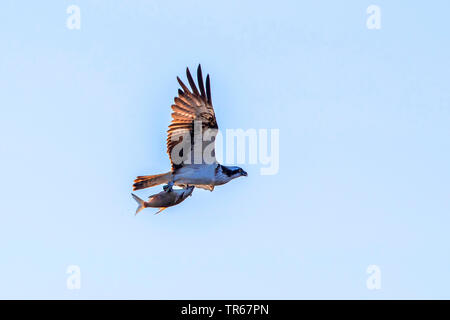 Osprey, le poisson hawk (Pandion haliaetus), en vol avec la proie des poissons dans les serres, vue de côté, l'Allemagne, Mecklembourg-Poméranie-Occidentale Banque D'Images