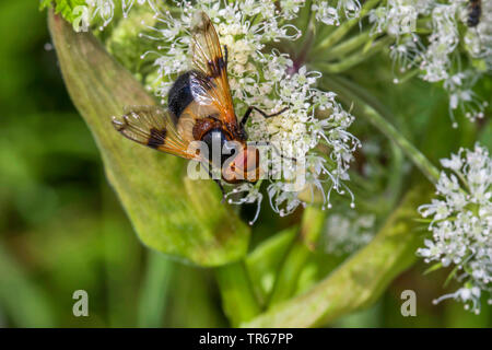 Hoverfly pellucide pellucide, Fly (Volucella pellucens), sur une fleur blanche, vue d'en haut, l'Allemagne, Mecklembourg-Poméranie-Occidentale Banque D'Images