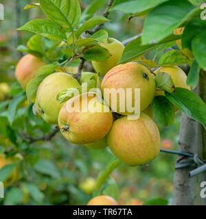 Pommier (Malus domestica 'Goldparmaene Goldparmaene', Malus domestica), Apple sur un arbre, Goldparmaene Banque D'Images