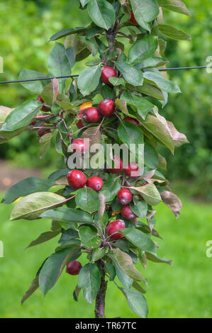 Pommier (Malus domestica 'Redlane Redlane", Malus domestica), Apple sur un arbre, Redlane Banque D'Images