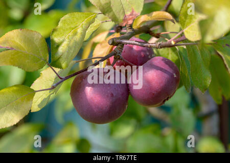 Pommier (Malus domestica 'ère' Redlove Redlove Era, Malus domestica), Apple sur un arbre, Redlove Era Banque D'Images