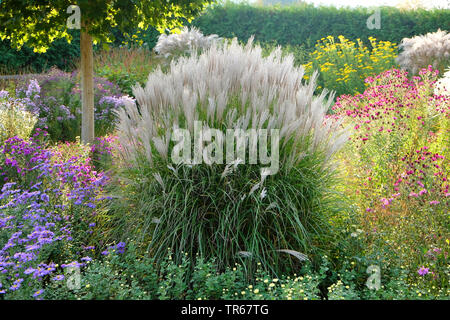 Argent chinois de l'herbe, l'herbe, l'herbe du Tigre Zebra (Miscanthus sinensis 'Kleine Silberspinne' Miscanthus sinensis Kleine Silberspinne), le cultivar Kleine Silberspinne Banque D'Images