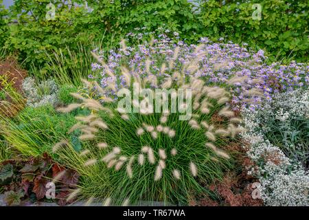 (Pennisetum alopecuroides herbe fontaine 'Little Bunny', Pennisetum alopecuroides peu Bunny), le cultivar peu Bunny, Allemagne, Bade-Wurtemberg Banque D'Images