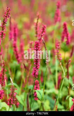 Persicaria amplexicaulis la renouée aquatique ('Speciosa' Persicaria amplexicaulis, Polygonum amplexicaule, speciosa, Bistorta amplexicaulis), la floraison, le cultivar Speciosa Banque D'Images