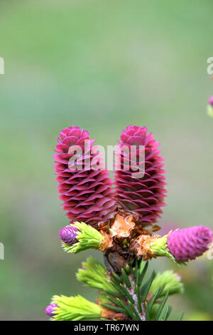 L'épinette de Norvège (Picea abies 'Pusch', Picea abies Pusch), cônes en fleurs du cultivar Pusch Banque D'Images