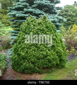 Pin de Bosnie, pin (Pinus heldreichii Palebark midtii «', Pinus heldreichii Smidtii), le cultivar Smidtii, Allemagne Banque D'Images