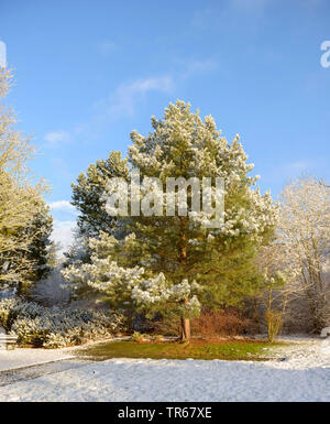 Pin sylvestre, le pin sylvestre (Pinus sylvestris), neige en hiver, en Allemagne, en Hesse, Reinhardshausen Banque D'Images