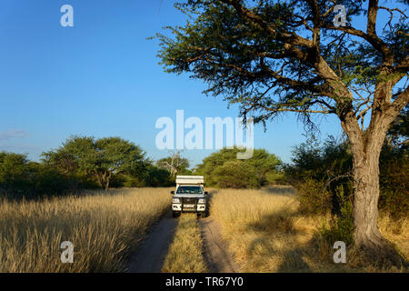 Camping-quatre roues sur la façon d'El-Fari camping dans la savane, Botswana, Ghanzi Banque D'Images