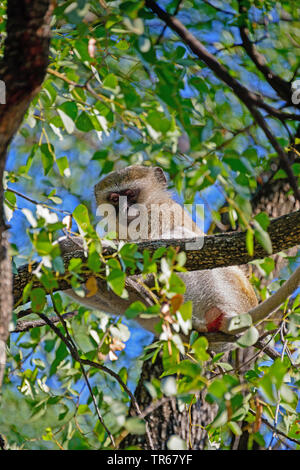 Singe Grivet, savane singe, singe, singe vert (Cercopithecus aethiops), assis sur une branche dans un arbre, Moremi, Botswana, Delta Okovango Banque D'Images