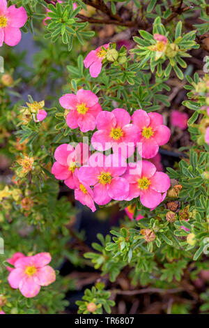 Rose jaune, potentille (Potentilla fruticosa 'Bellissima', Potentilla fruticosa Bellissima), la floraison, le cultivar Bellissima, Allemagne, Saxe Banque D'Images