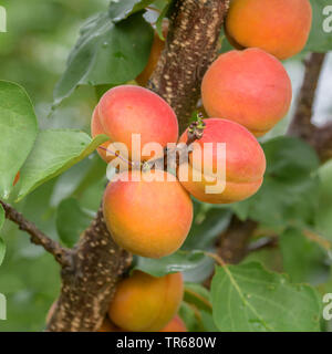 Abricotier (Prunus armeniaca 'Tardicot Tardicot', Prunus armeniaca), les abricots sur un arbre, le cultivar Tardicot Banque D'Images