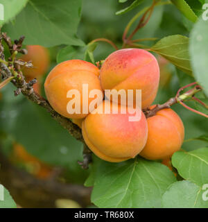 Abricotier (Prunus armeniaca 'Tardicot Tardicot', Prunus armeniaca), les abricots sur un arbre, le cultivar Tardicot Banque D'Images