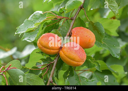 Abricotier (Prunus armeniaca 'Vertige', Prunus armeniaca Vertige), les abricots sur un arbre, le cultivar Vertige Banque D'Images