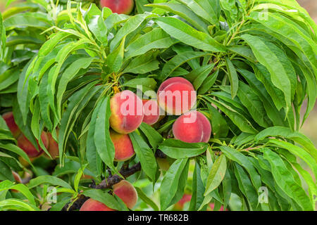 Pêche (Prunus persica 'Bonanza', Prunus persica Bonanza), les pêches sur un arbre, le cultivar Bonanza Banque D'Images