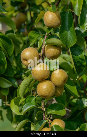 Shinseiki poire Asiatique, Asiatique, poire Nashi Poirier (Pyrus pyrifolia 'Hosui', Pyrus pyrifolia Nashi Hosui), les poires sur un arbre, le cultivar Hosui Banque D'Images