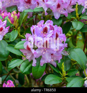 Catawba rhododendron, Catawba rose bay (Rhododendron 'Humboldt', RHODODENDRON Rhododendron catawbiense, Humboldt), la floraison, le cultivar Humboldt Banque D'Images