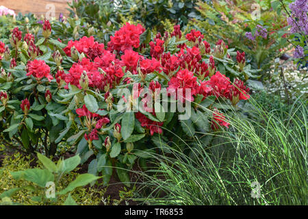 Catawba rhododendron, Catawba rose bay (Rhododendron 'Nova Zembla', Rhododendron Nova Zembla, Rhododendron catawbiense), la floraison, le cultivar Nova Zembla Banque D'Images